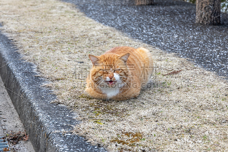 日本千叶Kimitsu市龟山湖公园里的一只流浪猫