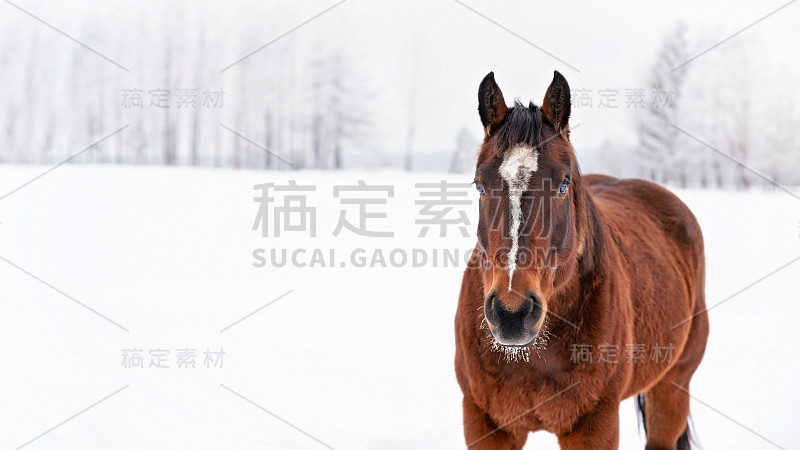 黑褐色的马走在白雪覆盖的田野上，从前面看前方