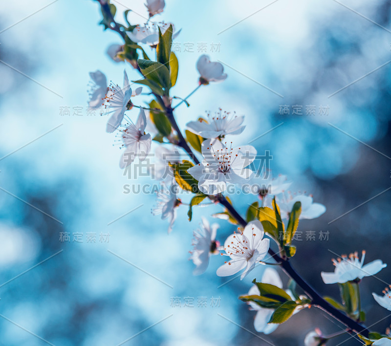 春花树与模糊的背景。