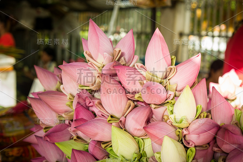 荷花花蕾，暹粒