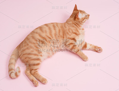 一只虎斑猫躺在粉红色的背景上