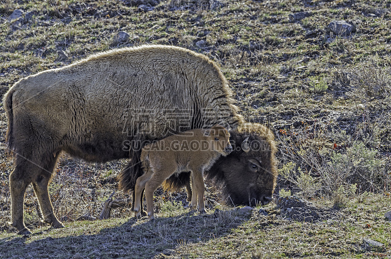 黄石国家公园的美洲野牛或简称野牛(bison bison)，也常被称为美洲水牛或简称野牛