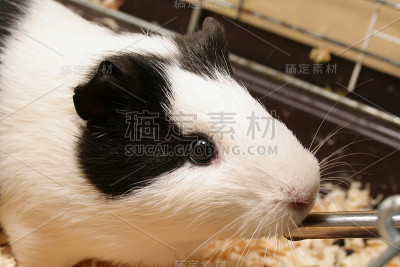 豚鼠