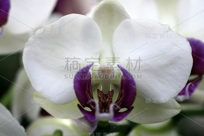 兰花蝴蝶兰特写