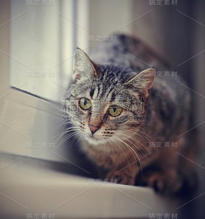 条纹绿眼猫