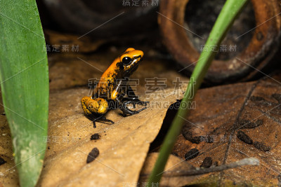 金毒蛙