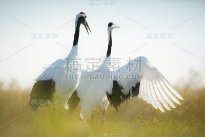 丹顶鹤爱01