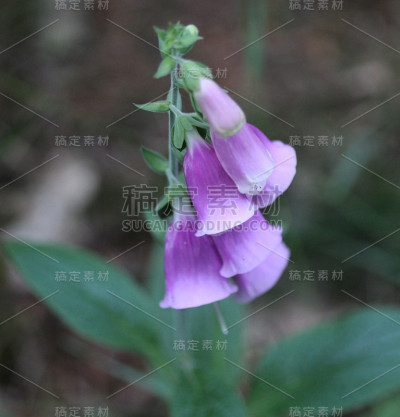 毛地黄(洋地黄)