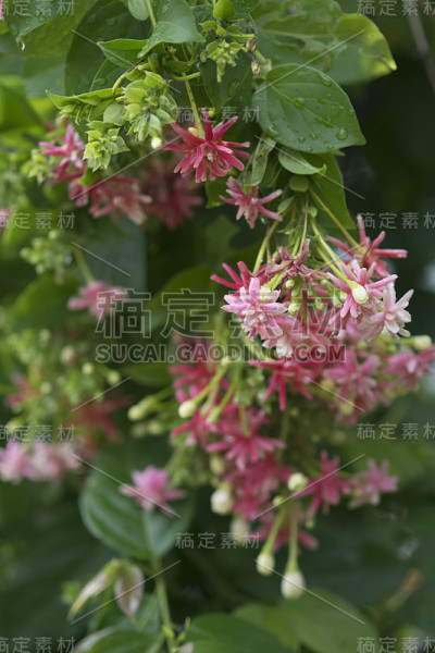 美丽的红色仰光攀缘花
