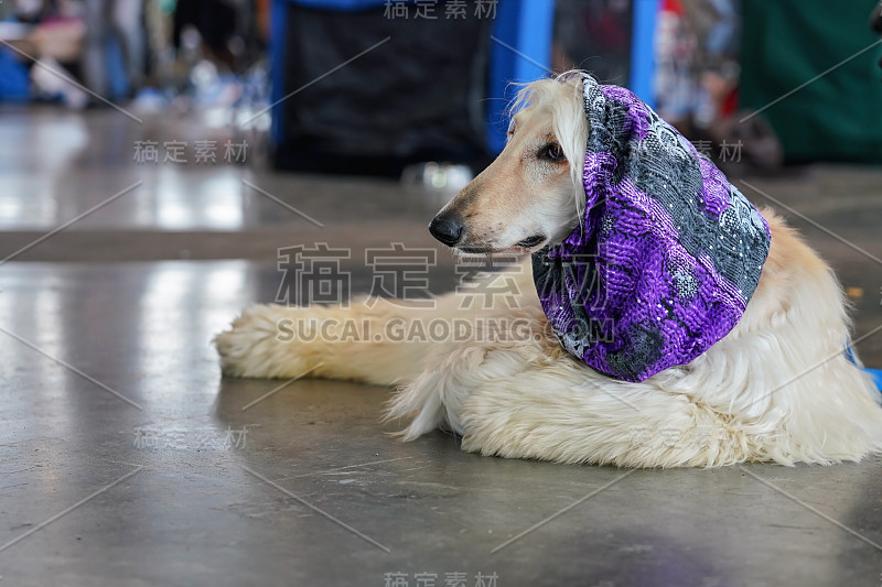 俄罗斯猎狼躺在室内大厅的石头地板上，用紫色的围巾盖住头部，进行犬展比赛