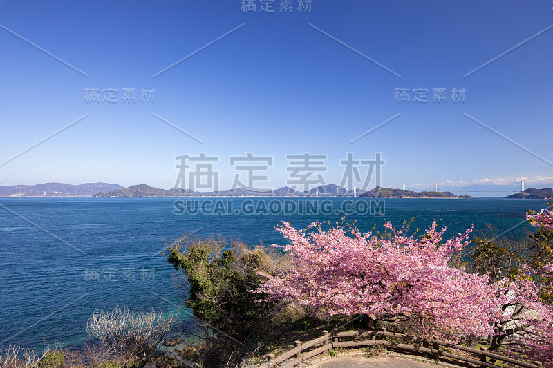 黑岛海峡和川崎樱(今仓市奥浜海滩公园)