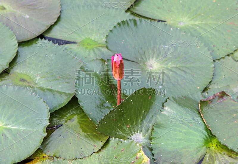 美丽的蓓蕾莲花花在水中