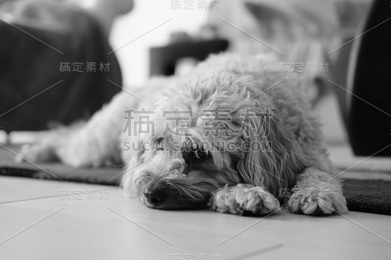 可爱的卡瓦波犬看着镜头，头靠在她的爪子上