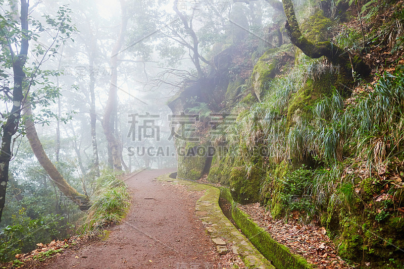 勒瓦达穿过葡萄牙马德拉岛的月桂森林