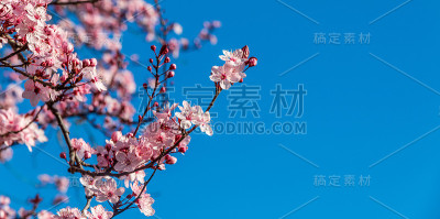 开花的李子
