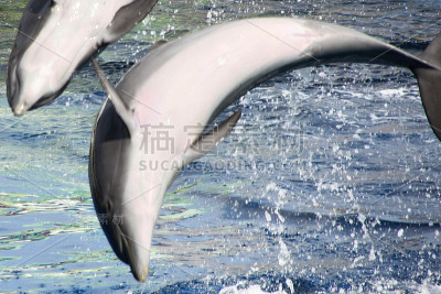海豚