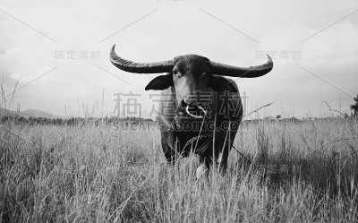 强大的公牛