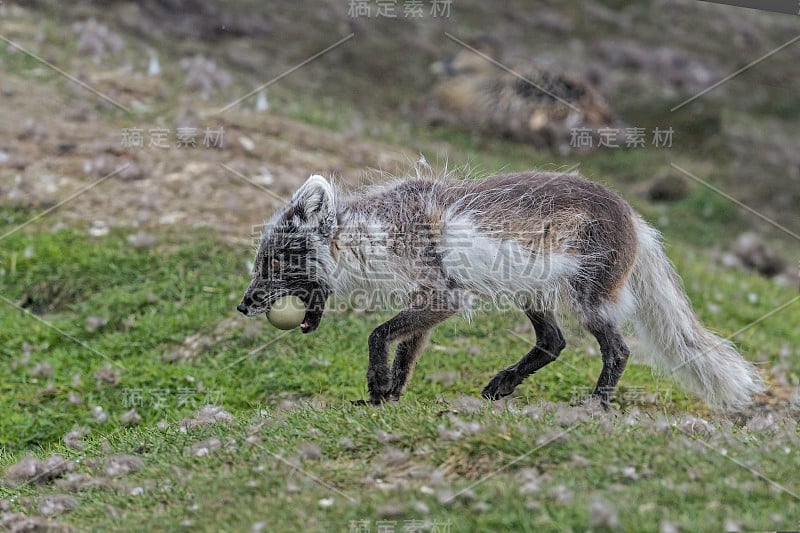 北极狐(Vulpes lagopus)，也被称为白狐、极地狐或雪狐，是一种原产于北半球北极地区的小狐