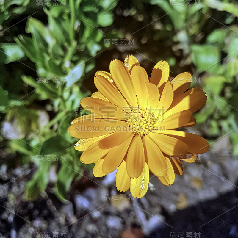 金盏菊属菊花科植物，被称为大田万寿菊