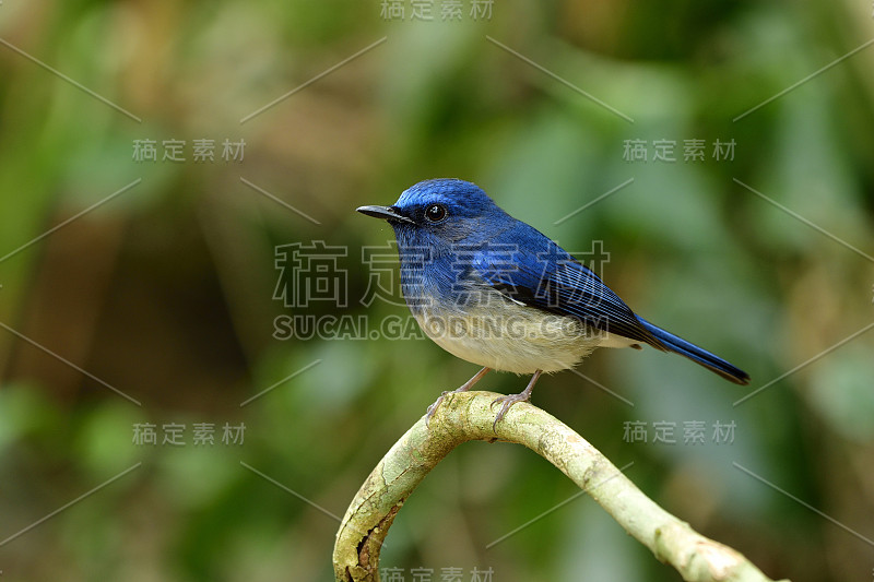 雄海南蓝鹟(Cyornis hainanus)可爱的蓝白相间的大眼睛鸟栖息在弯曲的树枝上的灌木，着迷