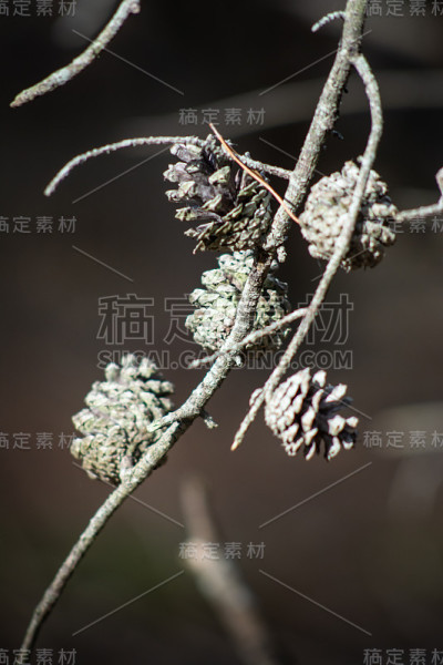 光秃秃的树枝与松果近距离与单色软背景