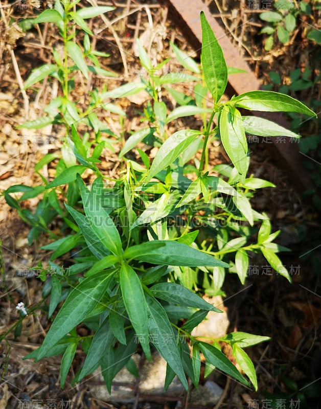 泰药苦王学名穿心莲，法塔莱约翰，绿色蔬菜树植物