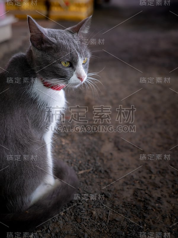 灰白色的猫向右看