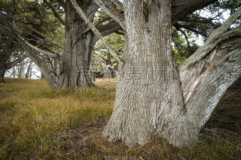 老柏树，point Lobos，加利福尼亚