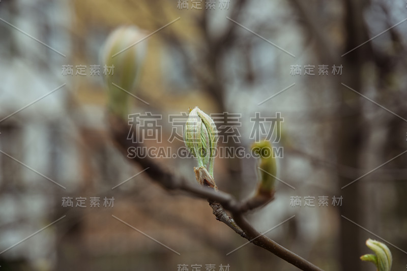 菩提树的芽