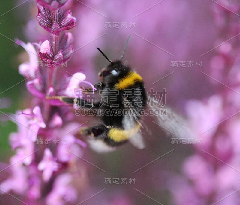 花园大黄蜂(熊蜂)