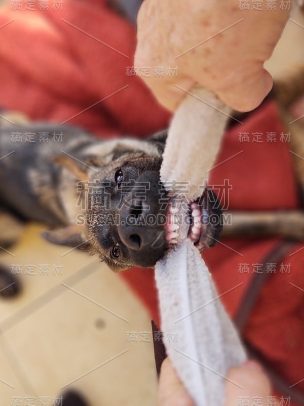 德国牧羊犬幼小的小狗与人的手玩耍。