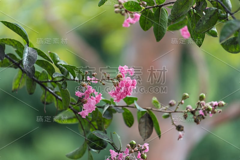 美丽的粉红色紫薇树花