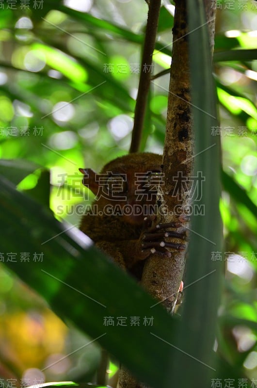 菲律宾保和岛树上的眼镜猴