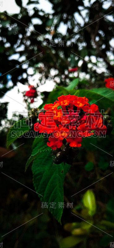 美丽的红色的花