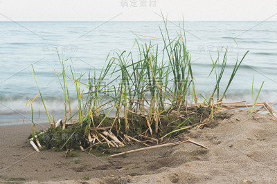 草