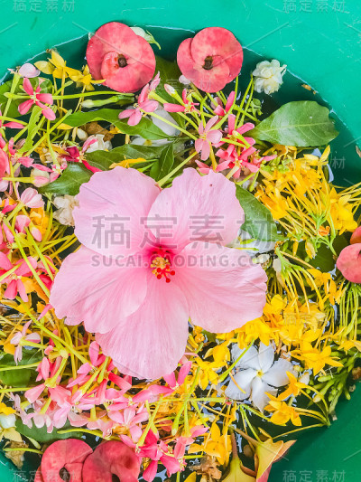 泰国泼水节五彩缤纷的花瓣漂浮在碗中