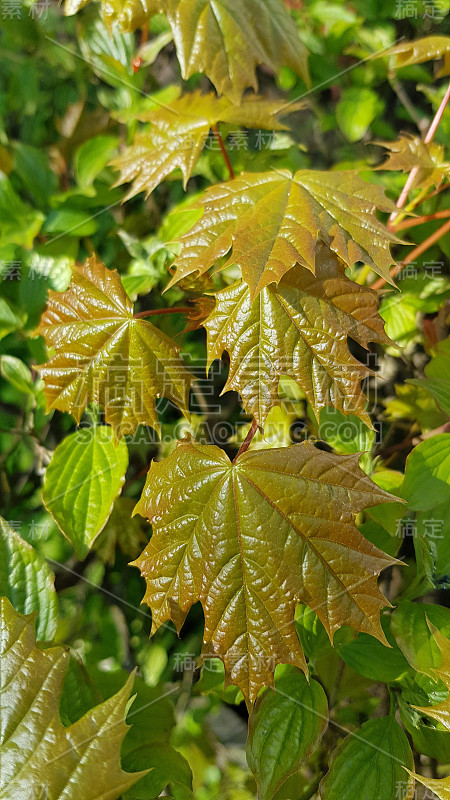 小枫叶锯齿状边缘和红色的茎。美丽的小树叶特写在绿色模糊的背景。春天的大自然。