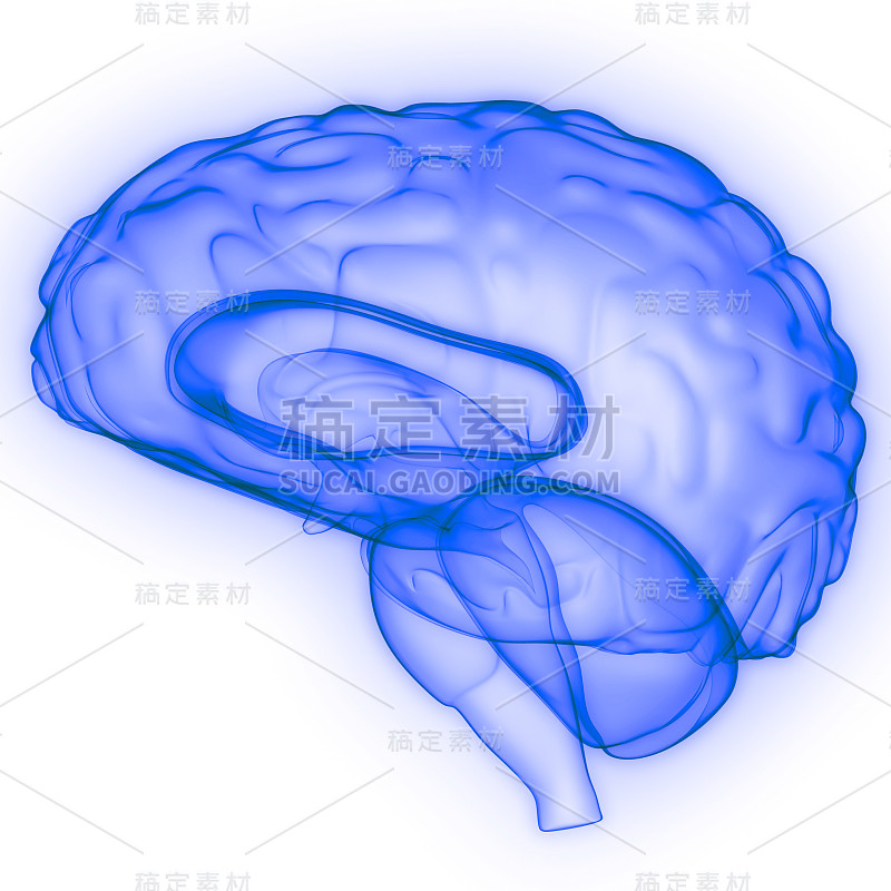神经系统解剖x射线三维绘制人体内部器官大脑