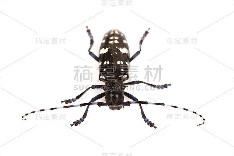 长角甲虫，Tanner, Sawyer (Prionus coriarius)