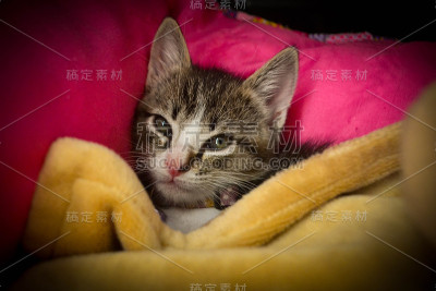 猫