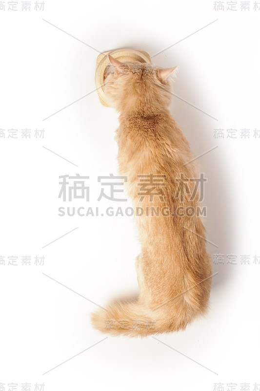 猫吃