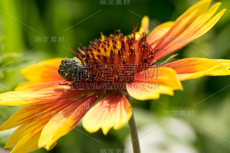 这种甲虫是一种花蜜，长在带有鲜红黄色花瓣的花朵上。在彩色背景上。宏