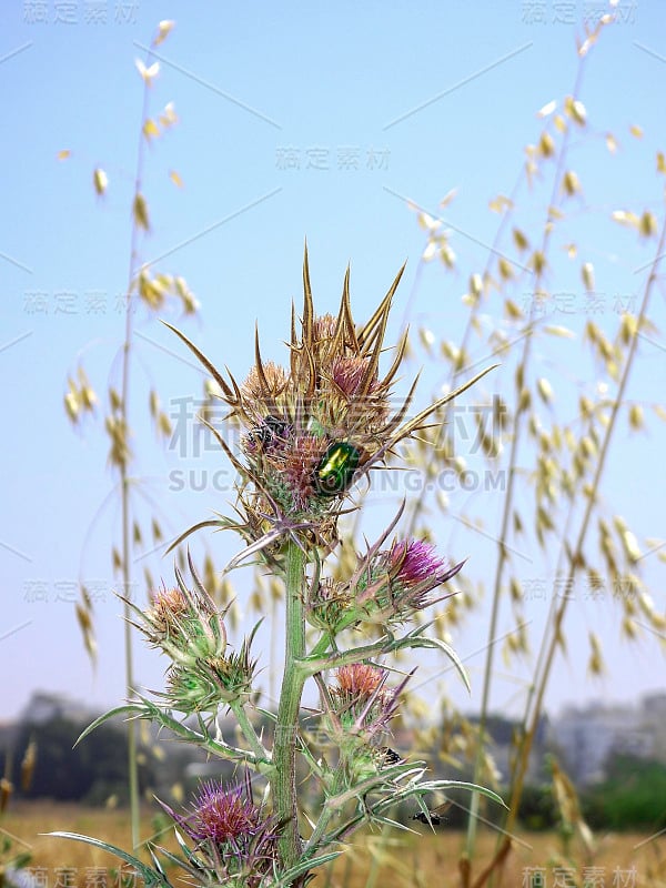 近距离观看玫瑰金龟子甲虫坐在蓟花