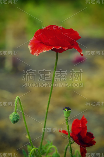 春红罂粟