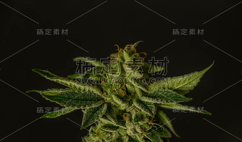 绿色成熟的法国饼干大麻大花黑色背景