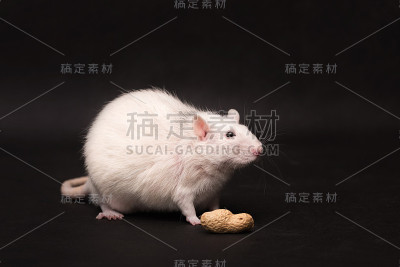 在黑暗背景下隔离的小白鼠