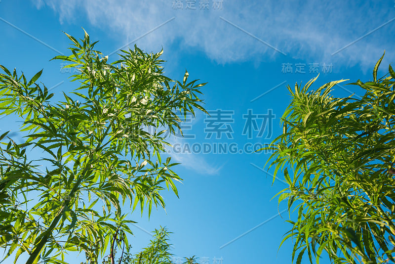 大麻植物在户外