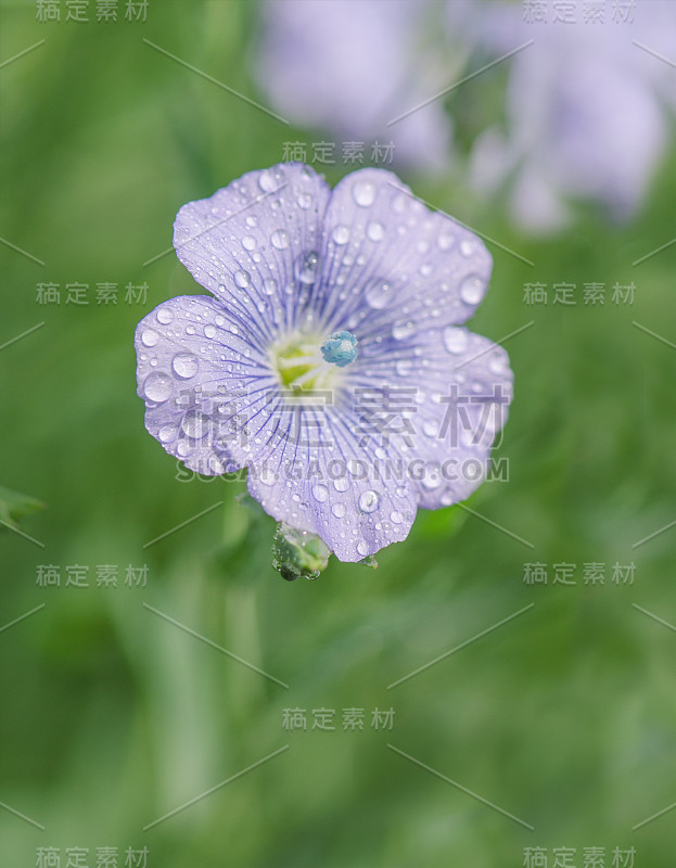 亚麻属植物lewisii花。蓝色亚麻花