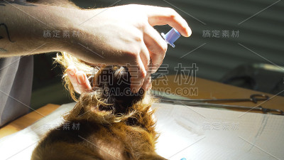 狗在手术室准备手术