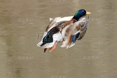 男性野鸭